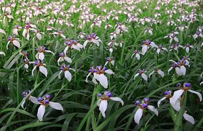 报道称《星空》从头到尾都可玩 但优化需要时间